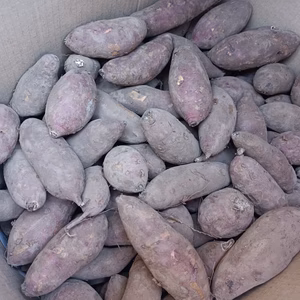 ねっとり甘い！自然栽培さつまいも（べにはるか）/SSサイズ