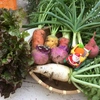 旬彩野菜バスケット　～渥美半島で育った健康野菜～
