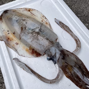 【魚突き】イカの王様アオリイカ900g