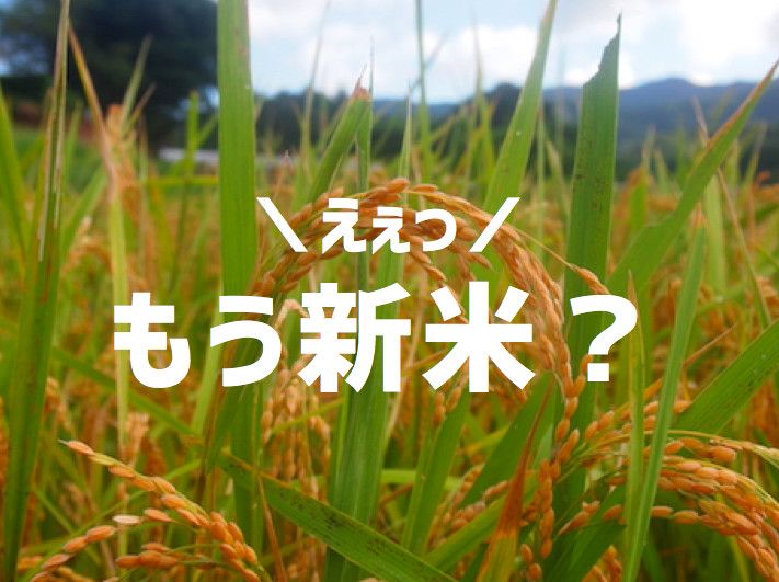 8月に収穫する「早期米」とは?鹿児島県の自然栽培農家さんに教えてもらいました。 | 農家漁師から産地直送の通販 ポケットマルシェ 8月に収穫する「早期米」とは?鹿児島県の自然栽培農家さんに教えてもらいました。 | 農家漁師から産地直送の通販 ポケットマルシェ