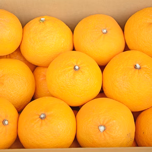 プリッ！っと弾ける美味しさ【海風の甘夏】甘酸っぱさ＆スッキリ感10kg.大小有)