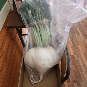 【期間限定】桜島大根