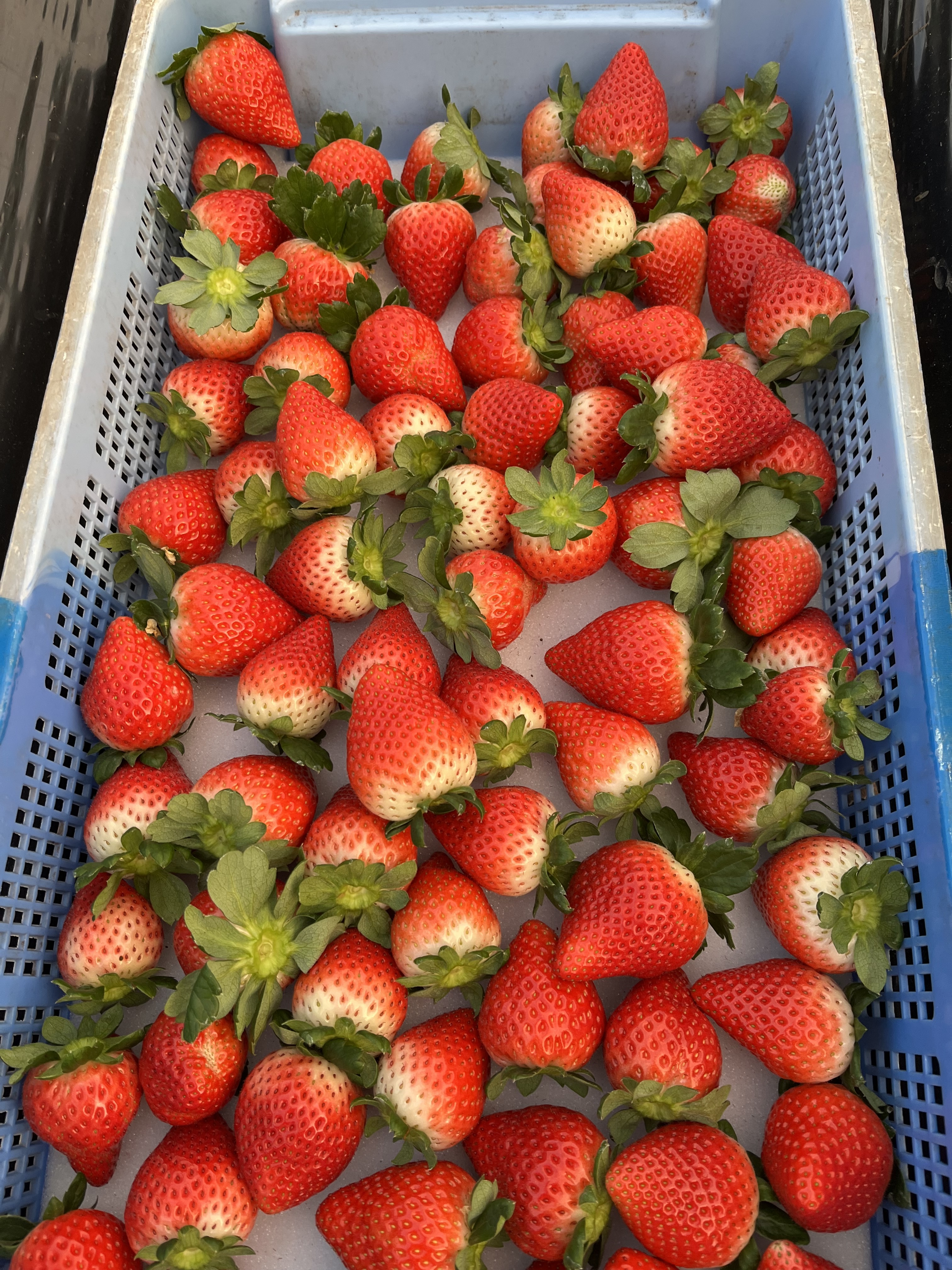 朝採り新鮮な大粒なとちあいか｜いちごの商品詳細｜ポケットマルシェ