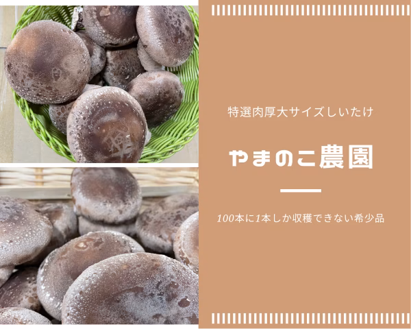 クール発送コミコミ価格　やまのこ農園の特選椎茸大サイズ１キロ