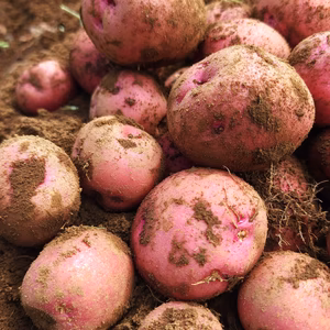 ほくほく系の新じゃがいもアンデスレッド!!