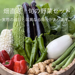 【臼杵市産】畑直送！旬の野菜セット(栽培期間中化学肥料・農薬等不使用)