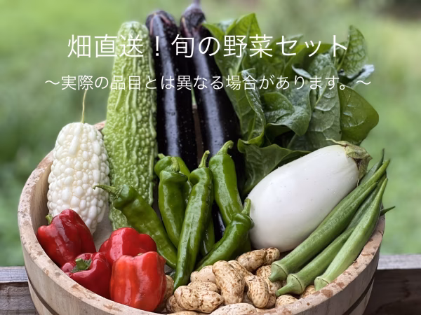 【臼杵市産】畑直送！旬の野菜セット(栽培期間中化学肥料・農薬等不使用)