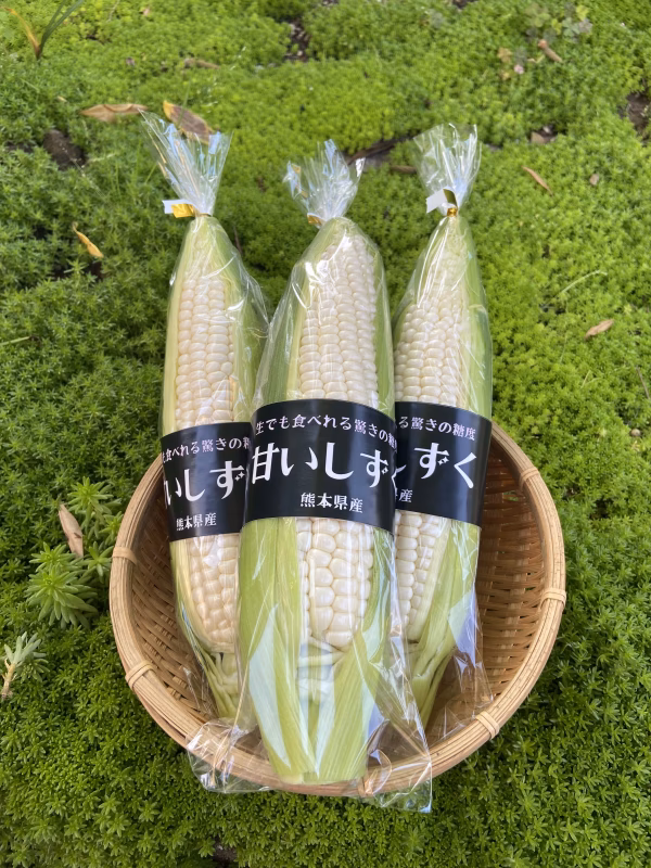 【８本】生でも食べられる！フルーツみたいな極甘　白いとうもろこし『甘いしずく』