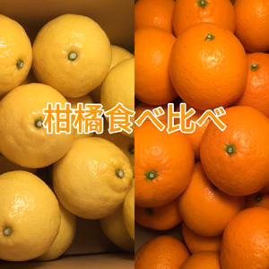 初春の柑橘食べ比べ❗️『清見タンゴール』と『はるか』3kg（小玉）