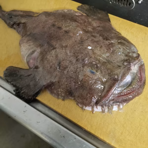 白神前浜鮮魚！アンコウの詰め合わせ（2キロ前後)