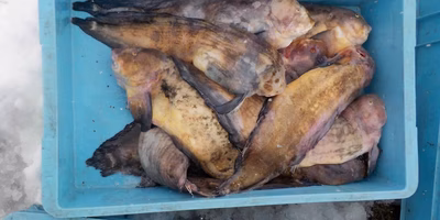 生きた証を持って命を終えるように