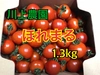 【川上農園】ほれまる　ミニトマト1.3kg 茨城県産