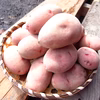 北海道美瑛町産じゃがいも（レッドムーン/サイズ混合）