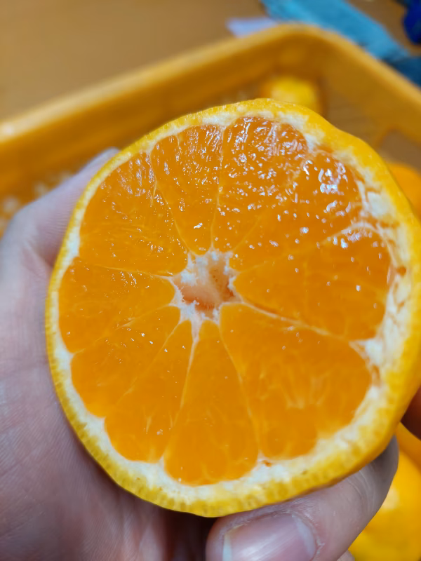 有田みかん【極早生】5kg（箱込）