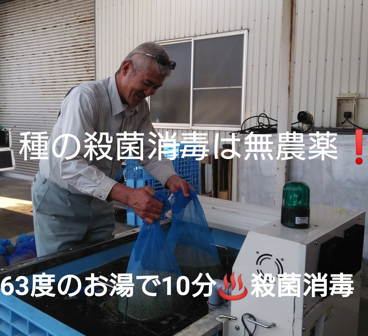 自然栽培米 幻のお米 ササシグレ 令和５年産 山形県産 庄内米 玄米 25kg 自然栽培米 幻のお米 ささしぐれ 令和5年産 山形県産 庄内米