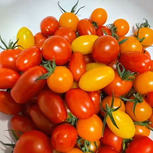 阪口農園のカラフルミニトマト1kg〜