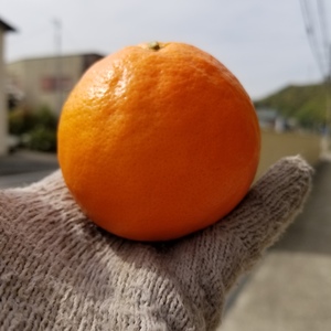 果汁あふれるセミノール　3kg