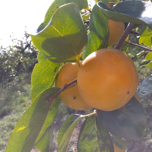 ☆最終1箱限定☆和歌山県橋本市の減農薬　富有柿約5キロ箱込(家庭用・訳あり)