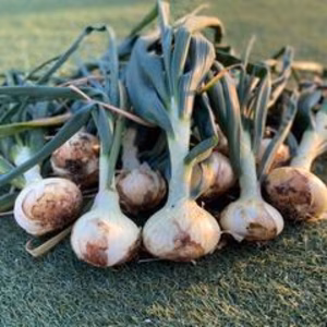 ツヤツヤ！ぴっかり！艶やか★新玉ねぎ　箱込み5ｋｇ