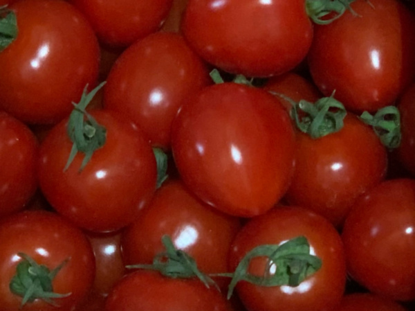 真ごのトマト 坂本農園 坂本真悟さんへのみんなの投稿 農家漁師から産地直送の通販 ポケットマルシェ