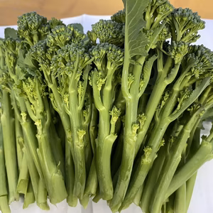 香川県産スティックセニョール