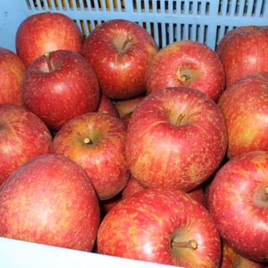 佐渡産！完熟、家庭用サンふじ5ｋ13～18玉