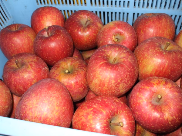 佐渡産！完熟、家庭用サンふじ5ｋ13～18玉