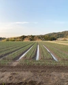 産地直送❗️淡路島玉ねぎ❗️