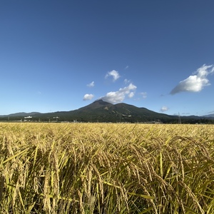 \\令和2年産新米//つちや農園「ひとめぼれ」