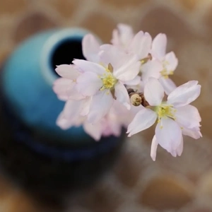【母の日ギフト】にも！5月も桜の花を楽しんでみませんか？