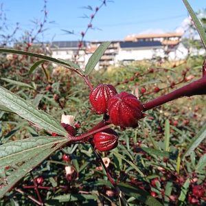 ☆生ローゼル☆　60サイズ箱２ｋｇ以内　☆満タン☆入るだけ