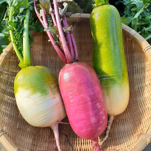 今しかない雪下野菜　