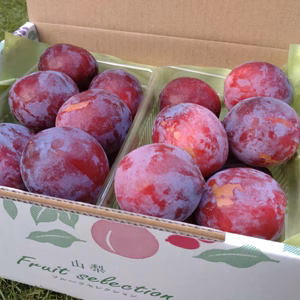 【自宅用】小さいサイズのプラム☀太陽☀南アルプス市のすもも