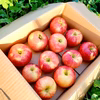 希少品種リンゴ♪甘みたっぷり未希ライフ〈ご家庭用〉