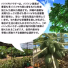 【送料込】パパイヤパウダー｜沖縄産（無農薬）