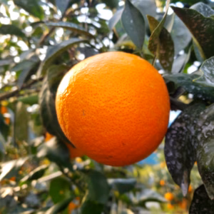 ゼリーようなアイカマドンナ　ノーワックスで皮まで安心4㌔０