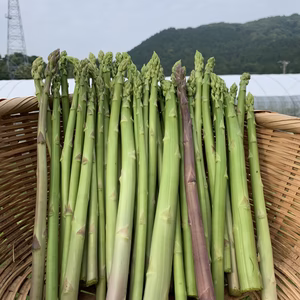 【栽培期間中農薬不使用】アスパラガス