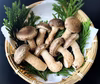 絶品！松きのこ、食卓にちょっとした贅沢を　まつきのこ　マツキノコ