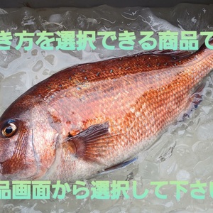 コロナ特売❕活〆日本本土最西端の海で大切に育てた特大真鯛