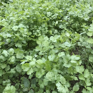 フレッシュパクチー （コリアンダー）☘️
