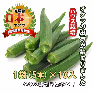 鹿児島県指宿市産　令和6年産ハウス新鮮生オクラ　5本入×10袋