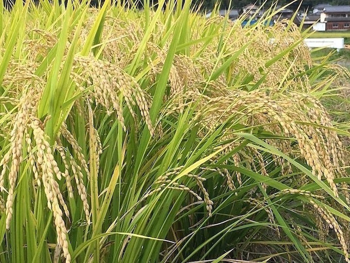 玄米10kg！完全自然栽培美味しいお米!令和４年度!佐賀県産「伊勢ヒカリ」 令和7年新米】自然栽培「ゆうだい21」玄米10kg ＋ 「伊勢