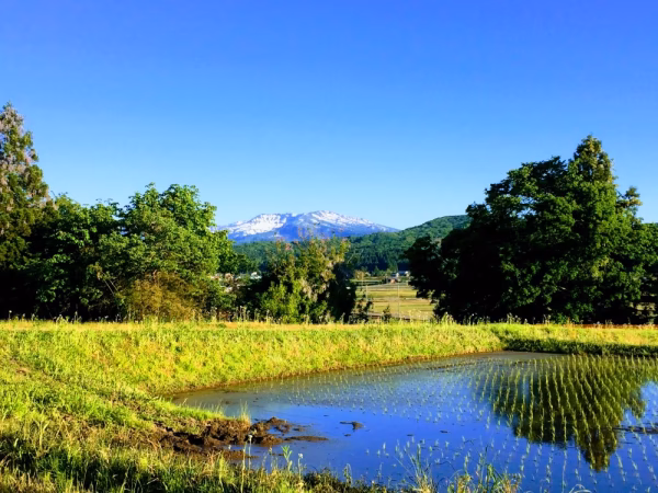 新米【R6産】新潟「こしいぶき」精米5kg～＃減農減肥栽培 #新潟のお米