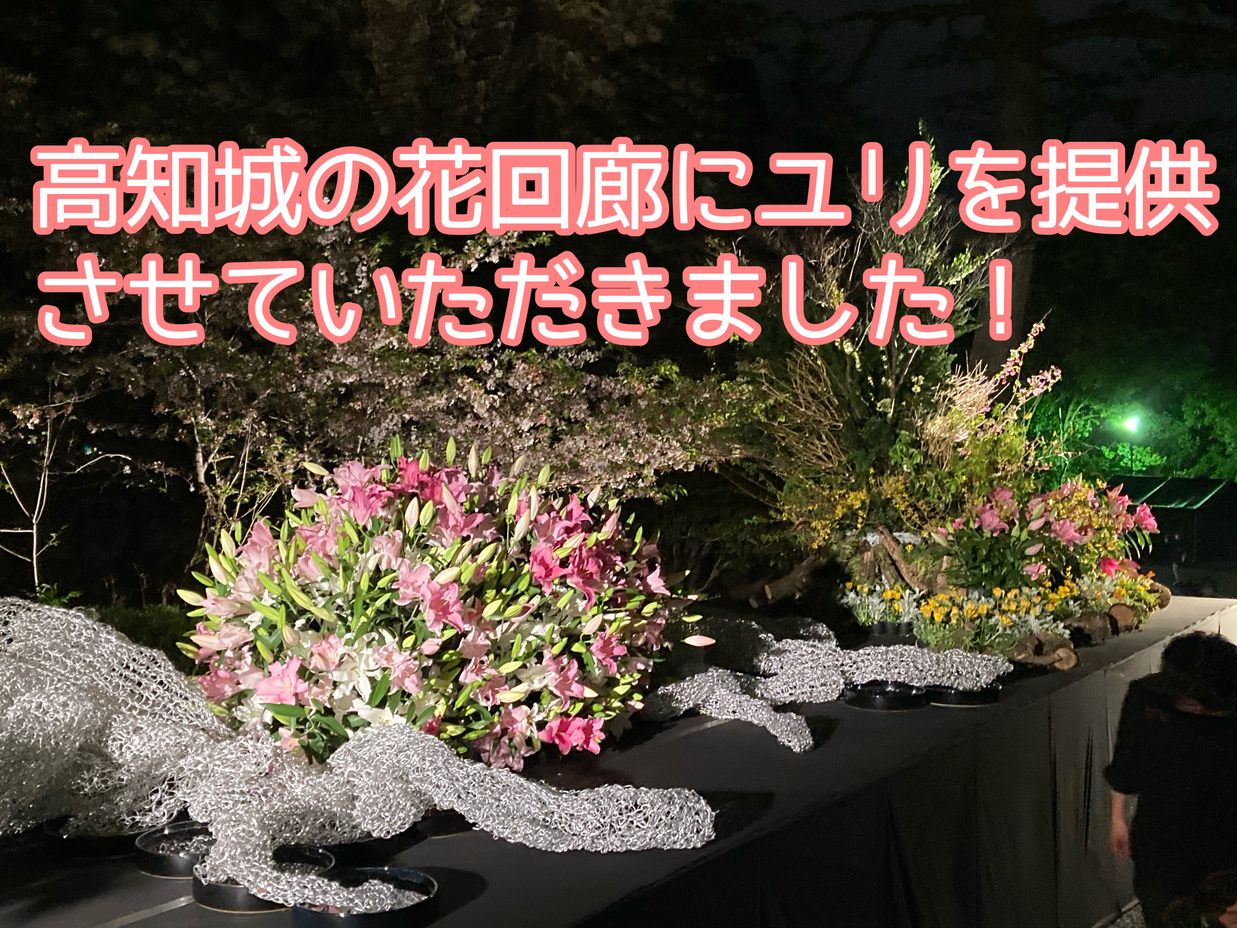 希少品 とても珍しい花粉なしの八重咲きユリ ピンク 農家漁師から産地直送の通販 ポケットマルシェ