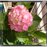 ロータスティー