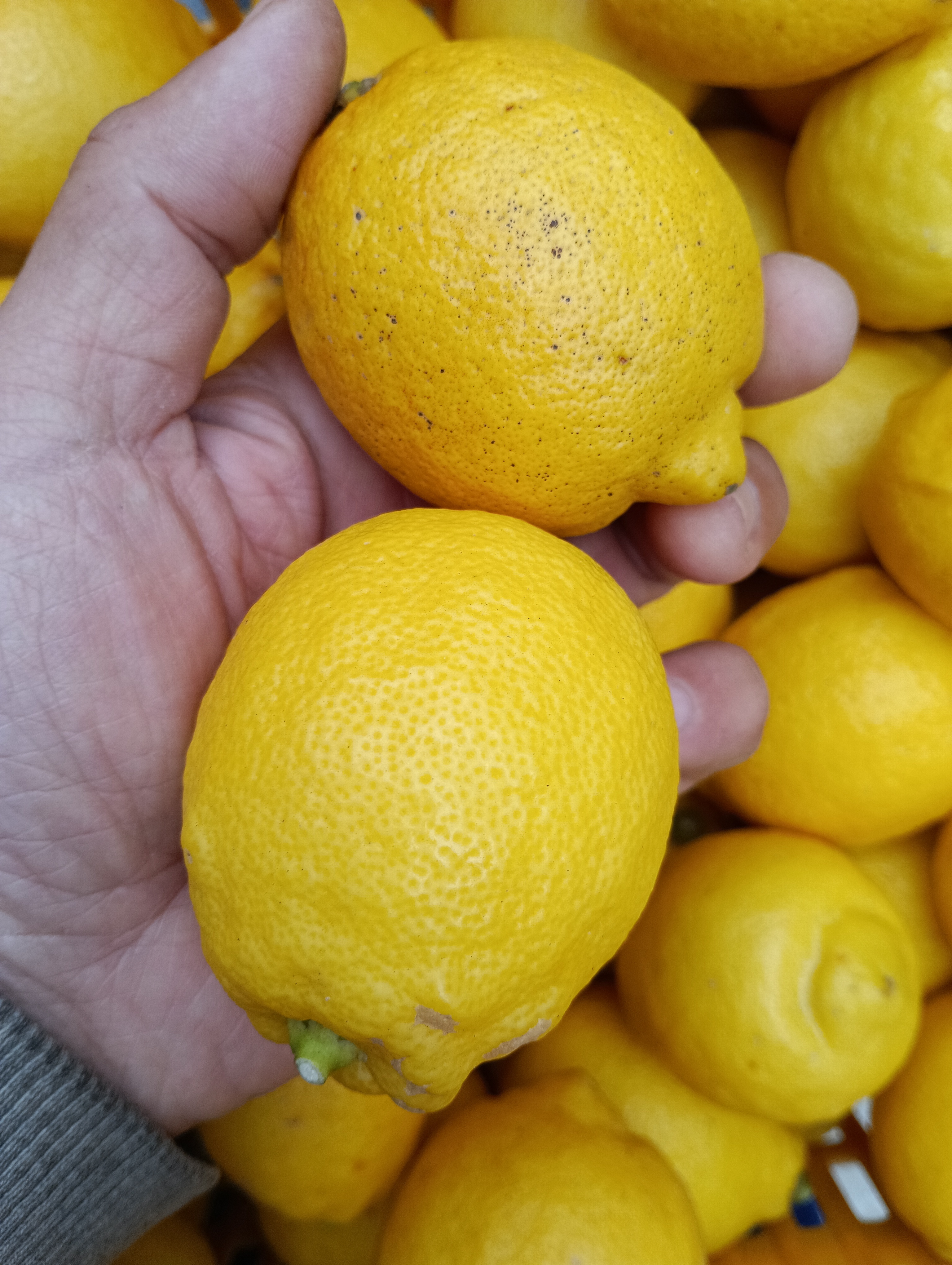 皮も使える広島県産レモン 訳あり三級品 2kg(約20個入)即日発送可能