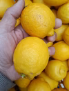 皮も使える広島県産レモン  訳ありの三級品 2kg(約20個入)即日発送可能