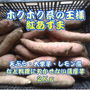 燕市の学校給食指定農園　天ぷらや大学芋にホクホクで甘い紅あずま　２Ｋｇ