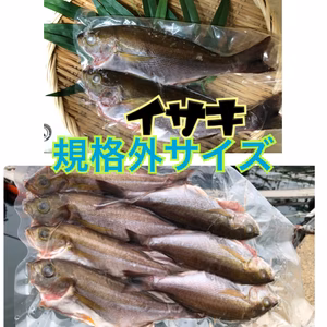 丸ごといさき（イサキ）規格外のもの