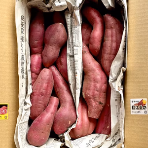 日替わり「さつまいも」2種類セット！色々なサイズ入り  5キロ箱【訳あり】